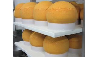 熟成室の中の不思議なチーズたち