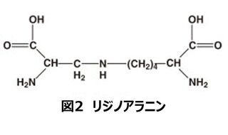 カゼインの加熱とリジノアラニン
