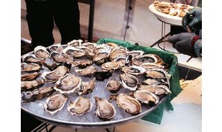 フランス牡蠣のルーツは日本の牡蠣？